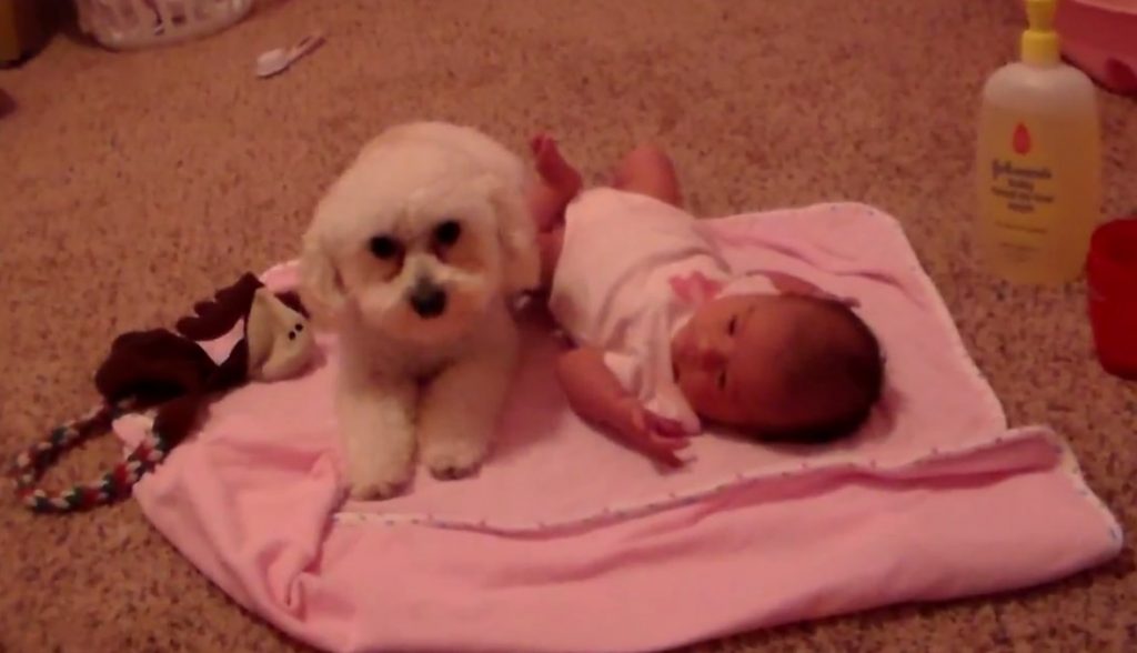 Το κανίς προστατεύει το μωρό από την μηχανή του διαβόλου!