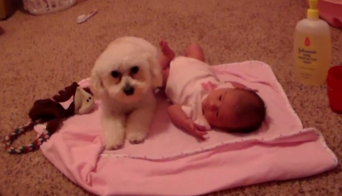 Το κανίς προστατεύει το μωρό από την μηχανή του διαβόλου!