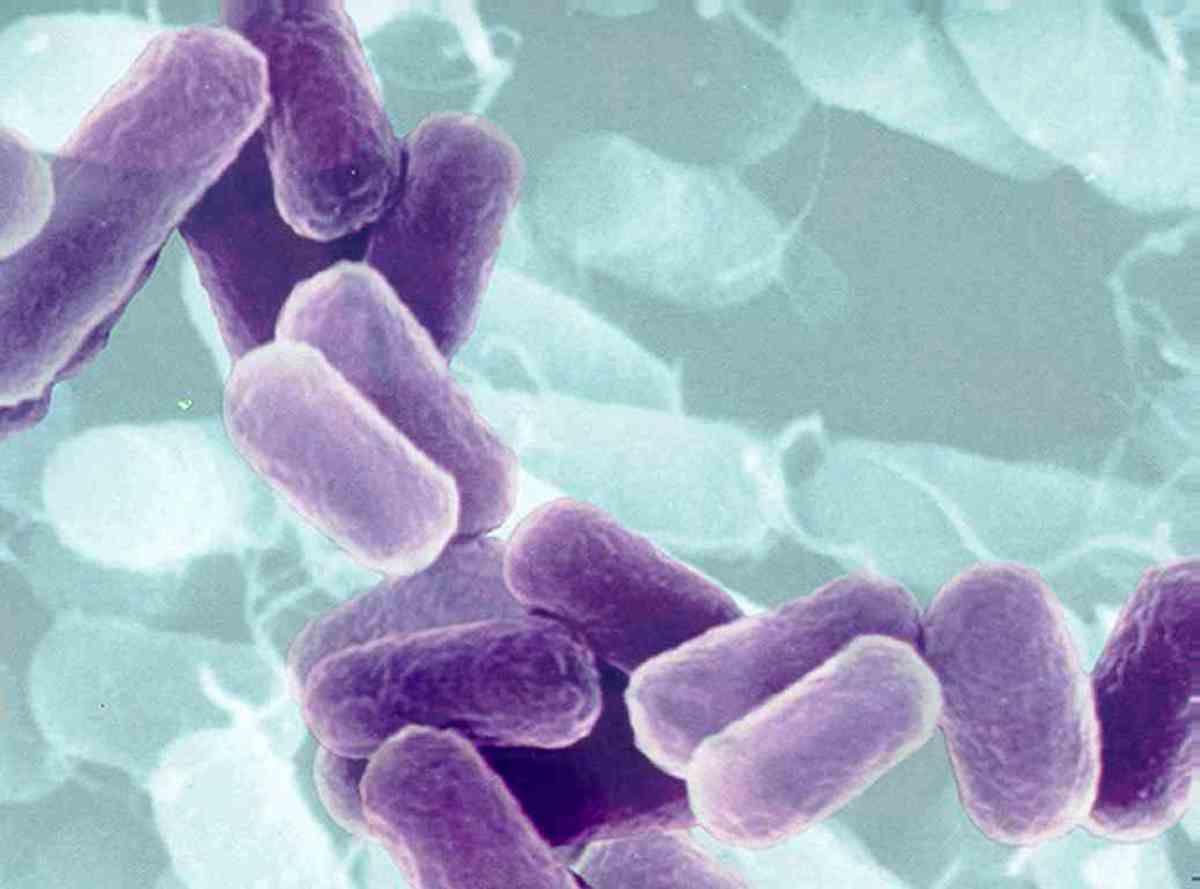 Νέα εκδοχή για την αιτία επιδημίας απο το E.coli