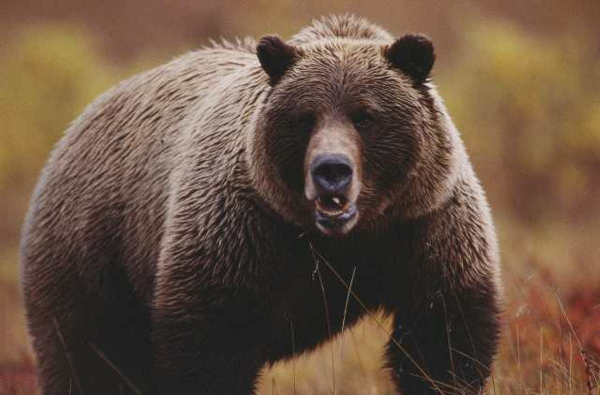 Φλώρινα: Τροχαίο ατύχημα με αρκούδα…