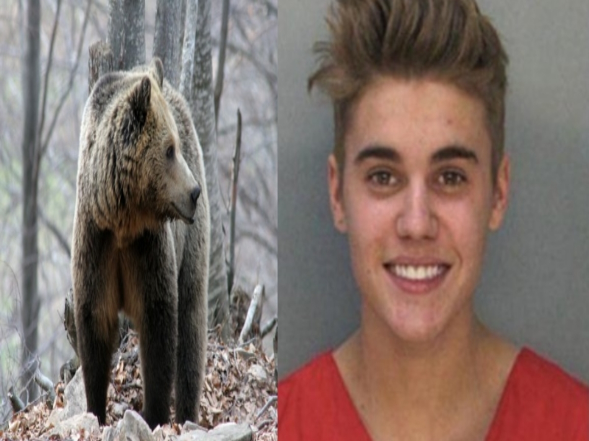 Βρέθηκε η χρησιμότητα των τραγουδιών του Justin Bieber! Σώζουν από επιθέσεις αρκούδας!