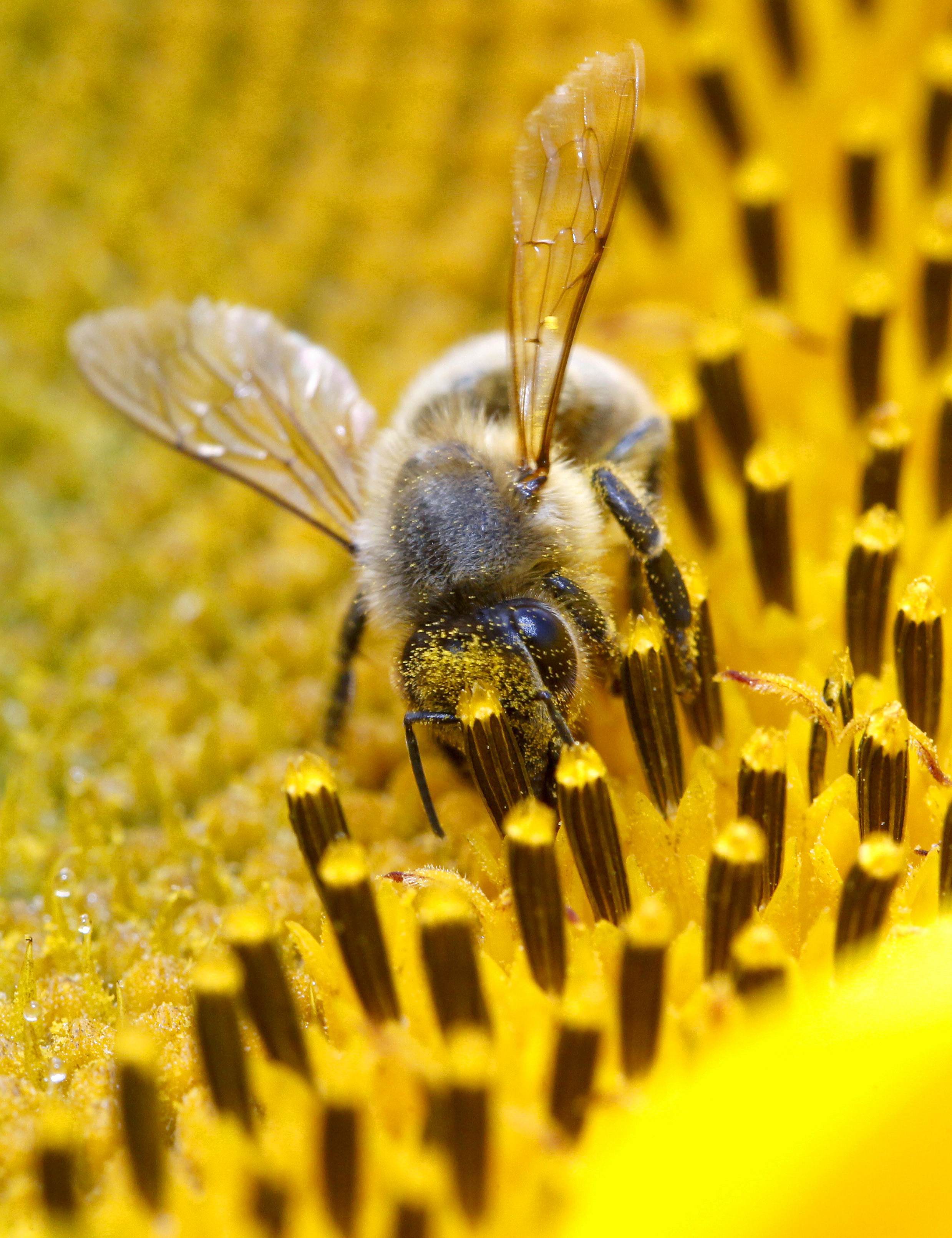 Пчелиный нектар. Пчела. Пчле. Пчела с нектаром. Плела собирает нектар.