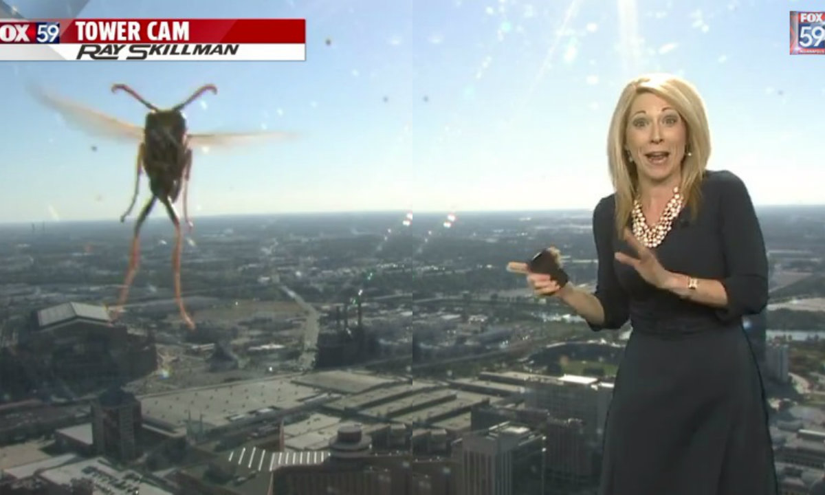 Γιγάντια μέλισσα τρομοκρατεί μετεωρολόγο! (Βίντεο)