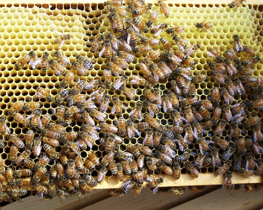 Πέθανε 74χρονη όταν της επιτέθηκε σμήνος μελισσών