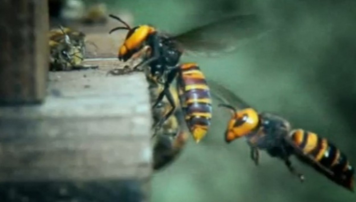 Απαγόρευση σε τρία φυτοφάρμακα που σκοτώνουν τις μέλισσες