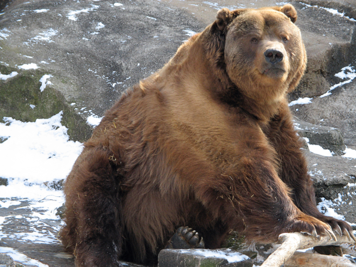 Τι πρέπει να κάνετε,  αν  δείτε αρκούδα μπροστά σας…