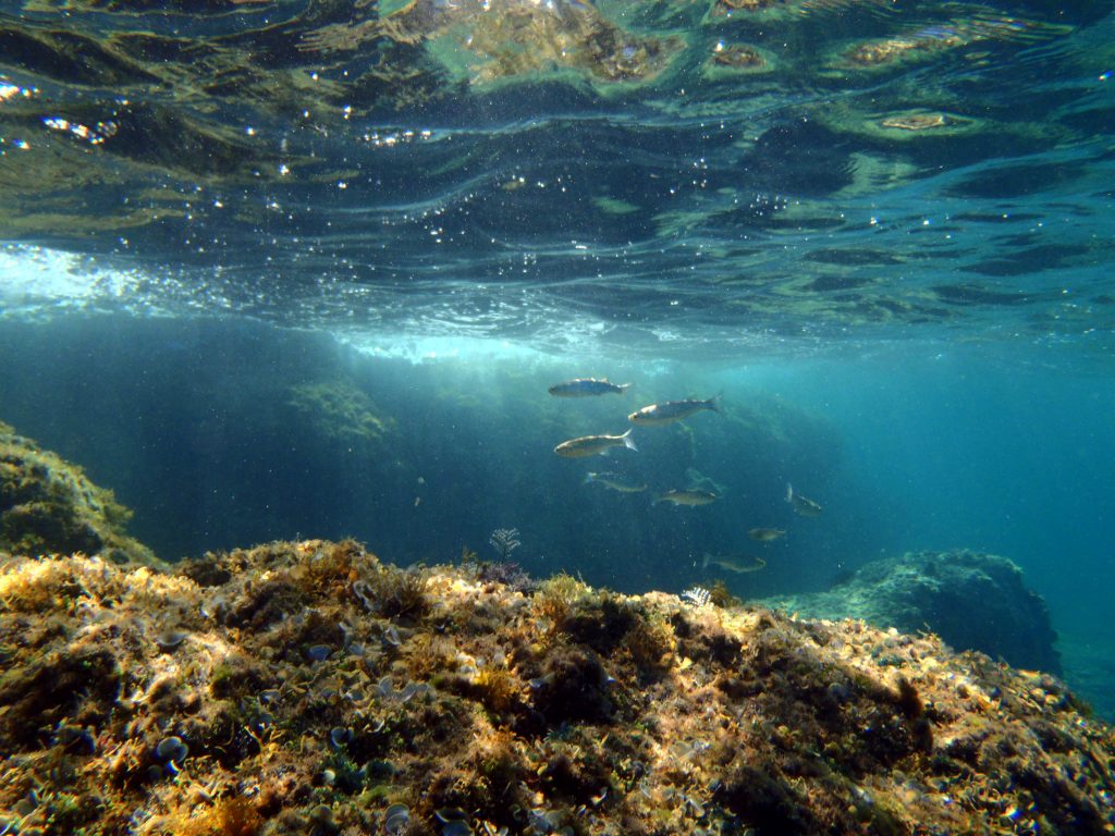 850.000 ευρώ για τη χαρτογράφηση της θαλάσσιας βλάστησης