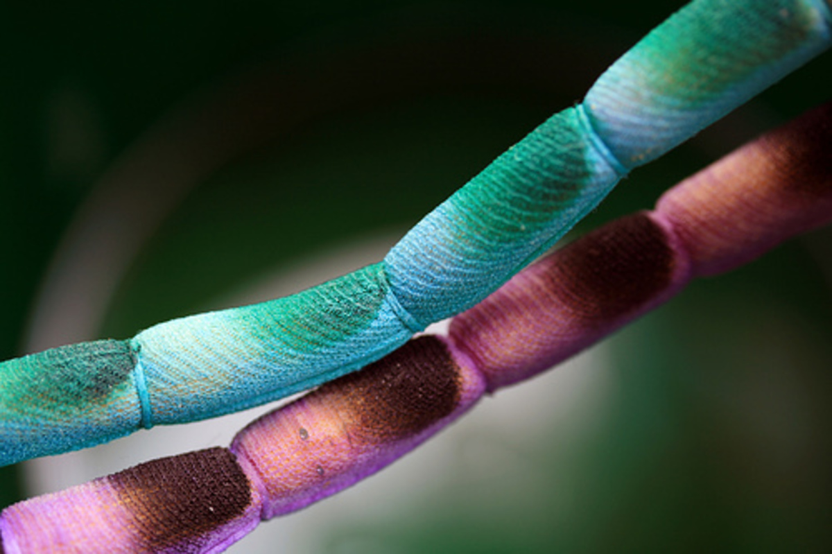 Τα θαύματα του λιπώδη ιστού