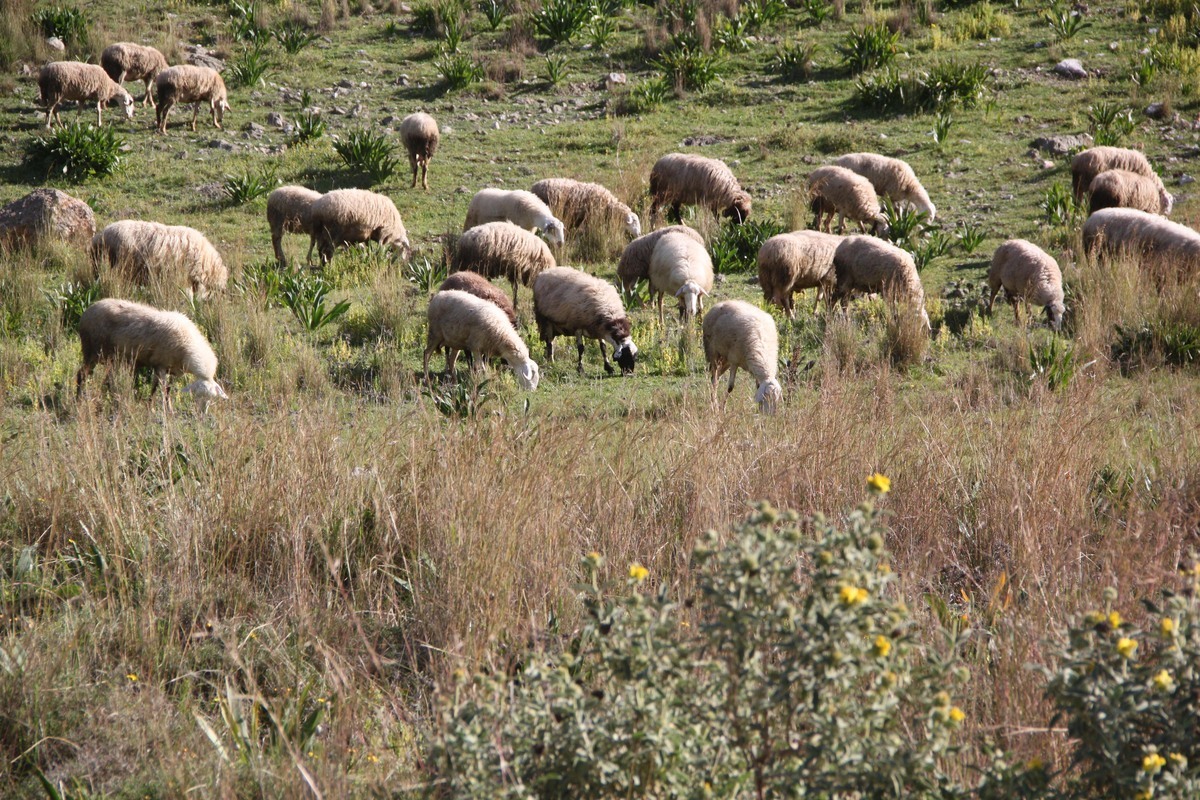 Πρόστιμα στην Ελλάδα 322 εκατ. ευρώ για τα βοσκοτόπια