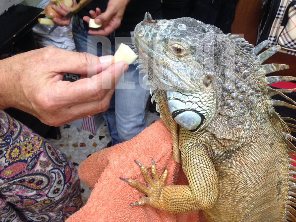 Αυτός είναι ο Βρασίδας…το ιγκουάνα που σήκωσε στο πόδι την Αργυρούπολη – ΦΩΤΟ κ VIDEO