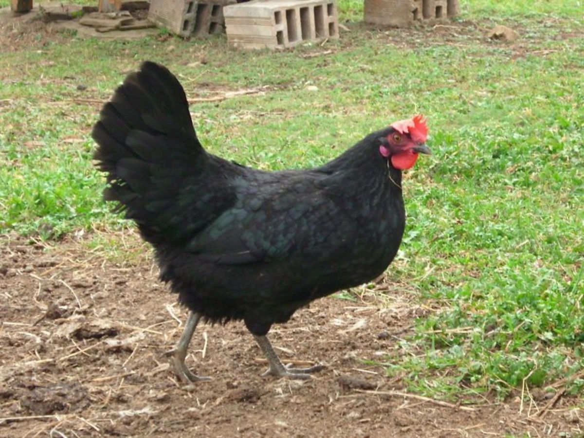 Βουλγαρία: Κρούσματα ψευδοπανώλης σε πτηνά