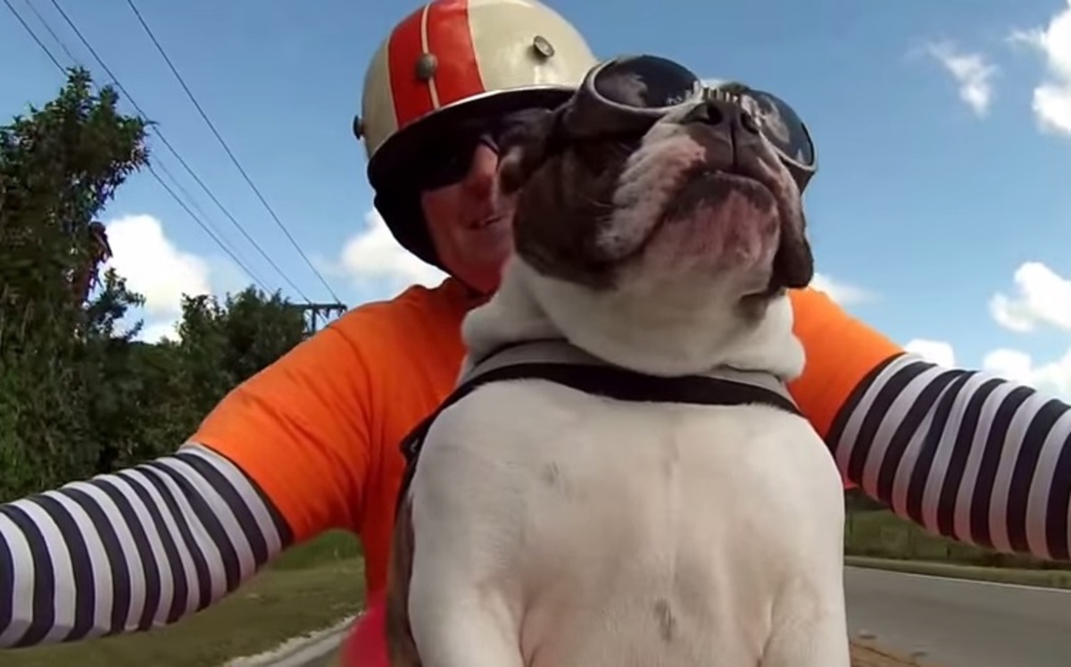Ένα μπουλντόγκ… easy rider! (video)