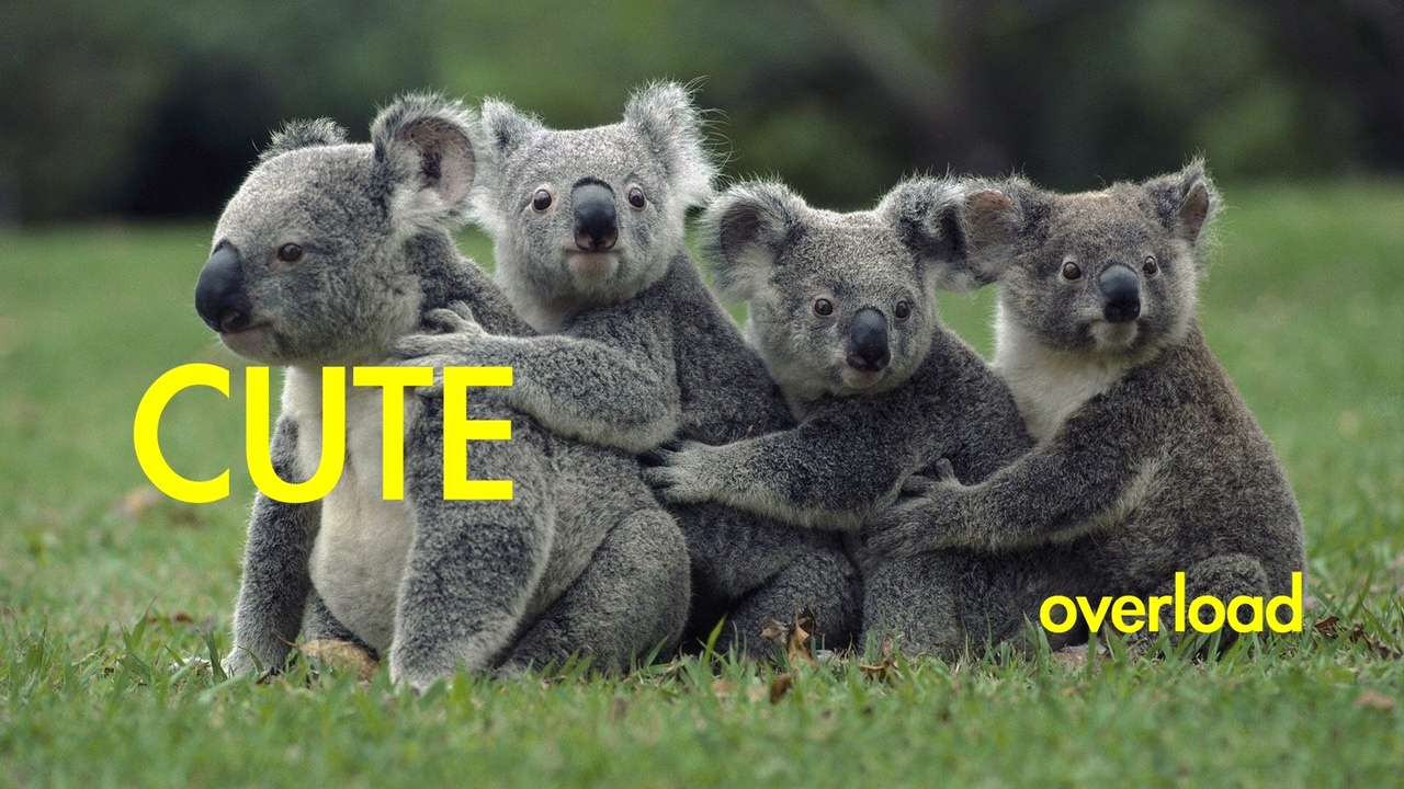 Βuzz 2014: To Νature επιλέγει τα δέκα πιο γλυκά πλάσματα που γνωρίσαμε φέτος