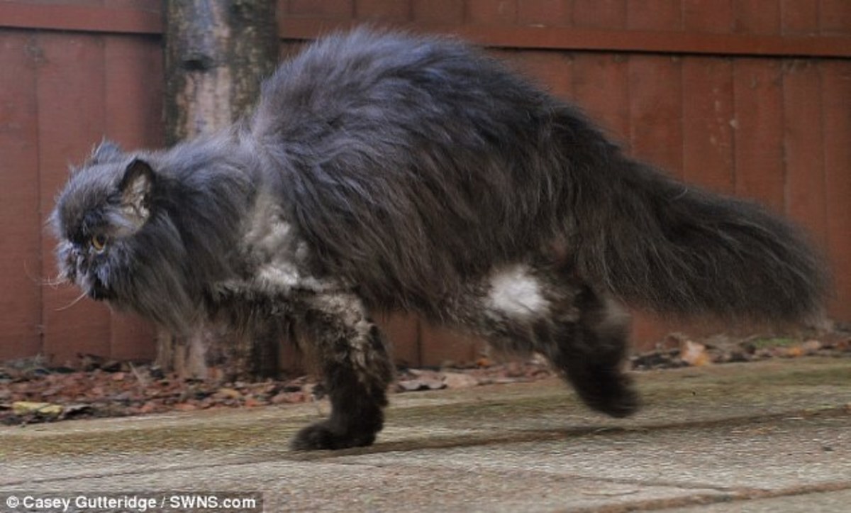 Αυτός είναι ο Caffrey – Η γάτα που περπατάει με δυο πόδια! – ΦΩΤΟ και ΒΙΝΤΕΟ