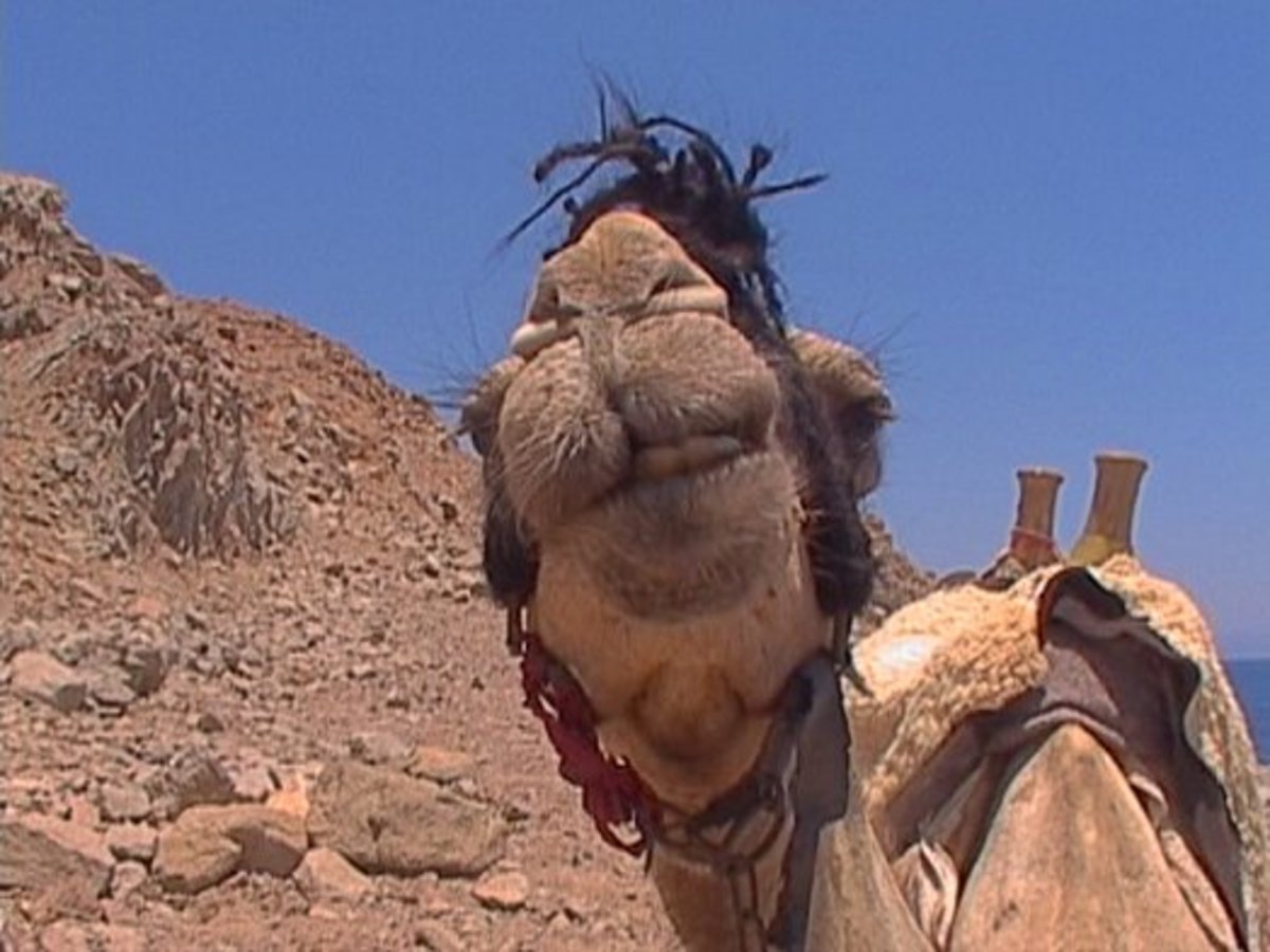 Για πρώτη φορά μια καμήλα βρέθηκε θετική στον κορονοϊό MERS