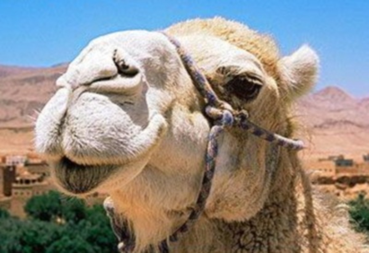 Είναι καμήλα, ονομάζεται Phil και βγήκε βόλτα στους δρόμους! – BINTEO