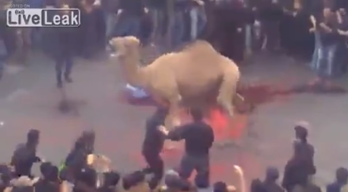 Η εκδίκηση της καμήλας! Βίντεο