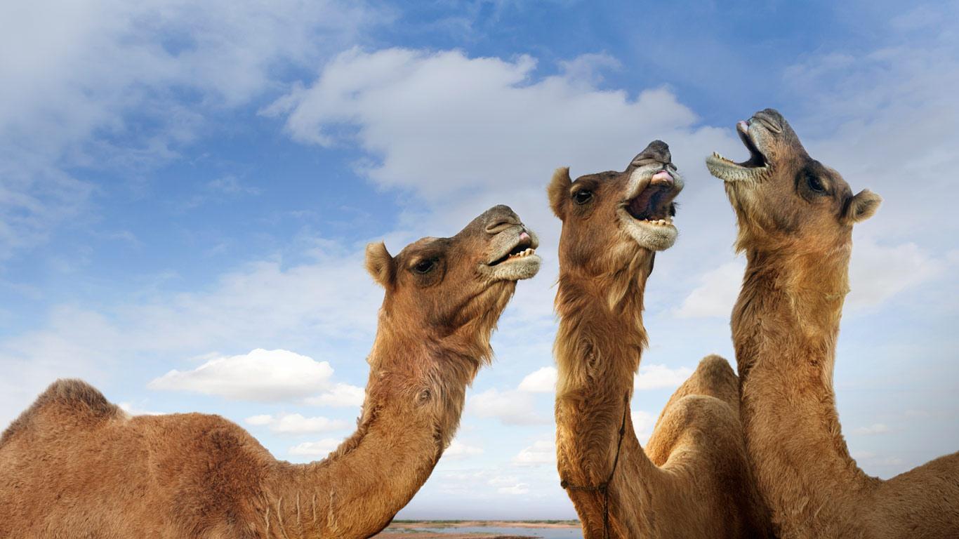 Βάζουν μικροτσίπ στις καμήλες για να “παρακολουθούν” τον κοροναϊό