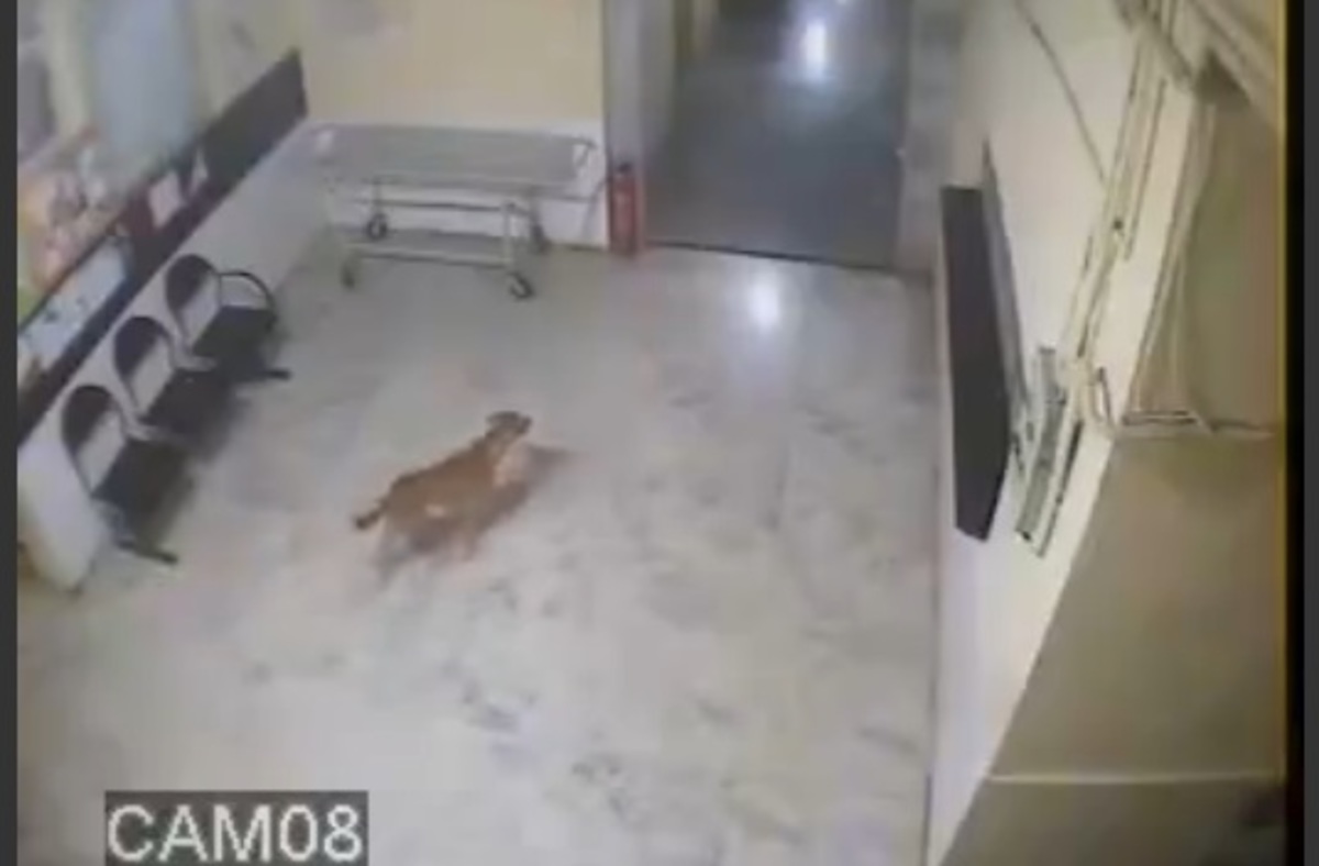 Λεοπάρδαλη κυνηγάει σκύλο σε διάδρομο νοσοκομείου! (video)