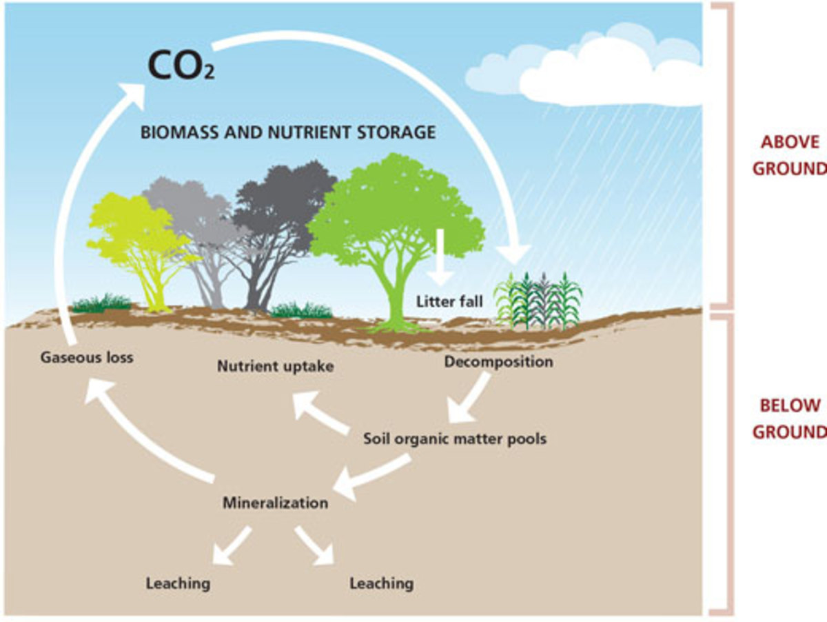 Below ground. Soil Organic Carbon. Углерод в почве. Биомасса ландшафта. Биомасса Графика.