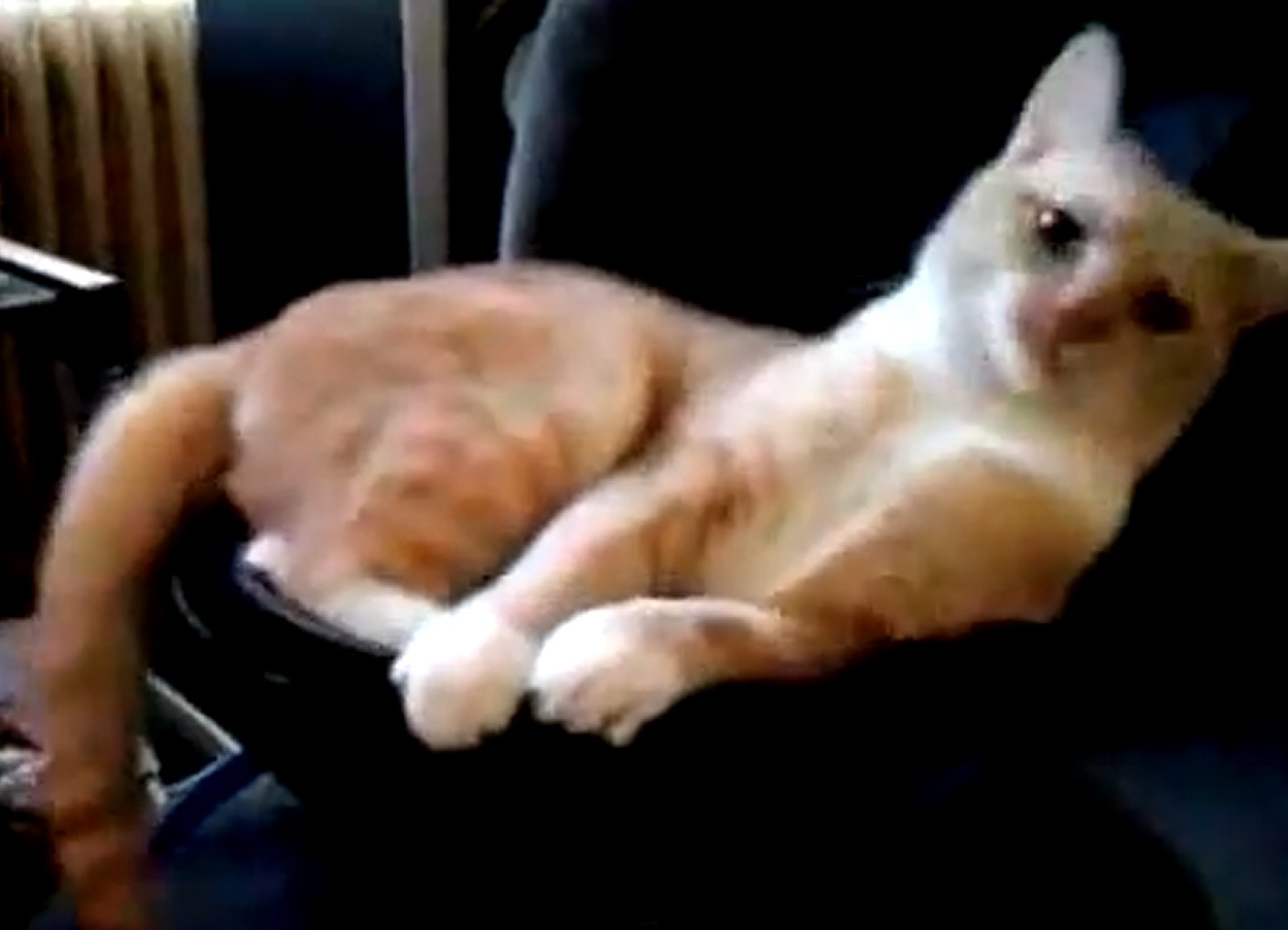 Τι συμβαίνει όταν μια γάτα κάθεται πάνω σε subwoofer;