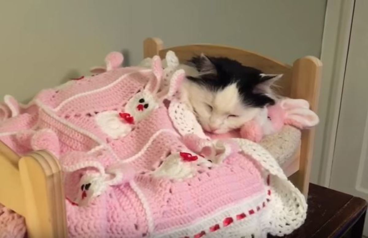 Στα όπα όπα! Αυτή η γάτα κοιμάται μόνο στο κρεβατάκι της! [vid]