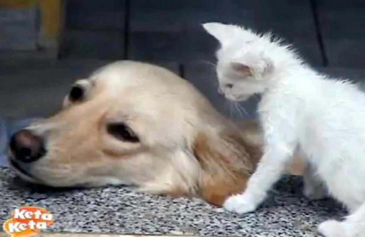 Aν μπορεί ο σκύλος με την γάτα, γιατί όχι και οι άνθρωποι…;