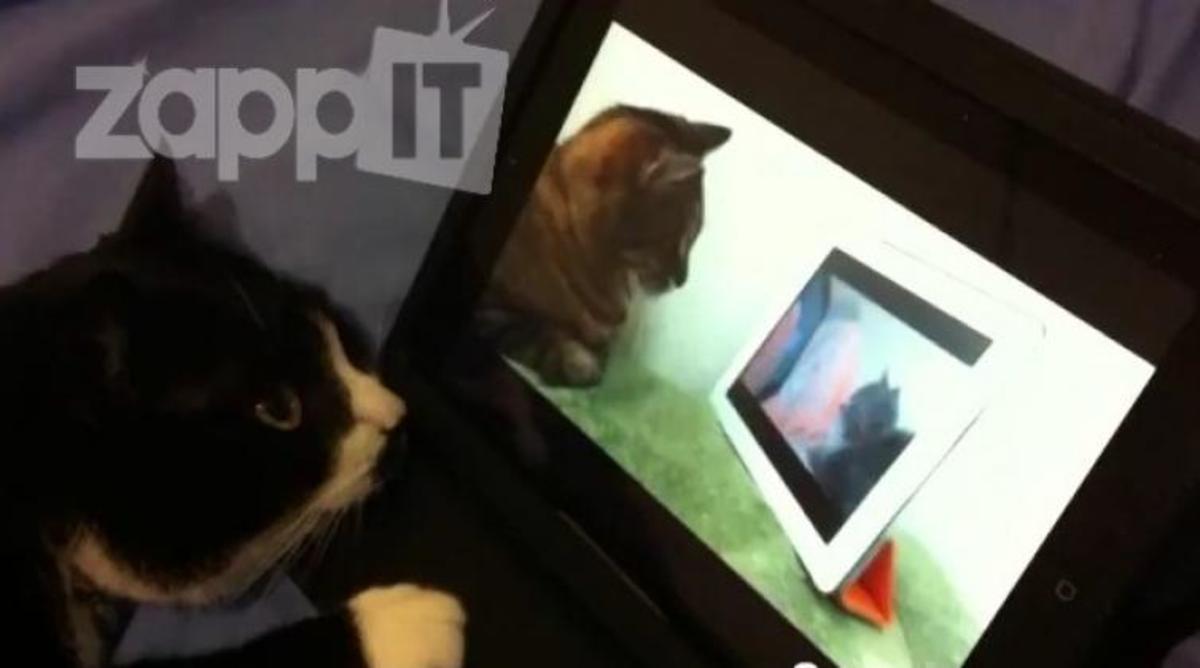 Γάτα βλέπει στο youtube μια γάτα που βλέπει μια άλλη γάτα!