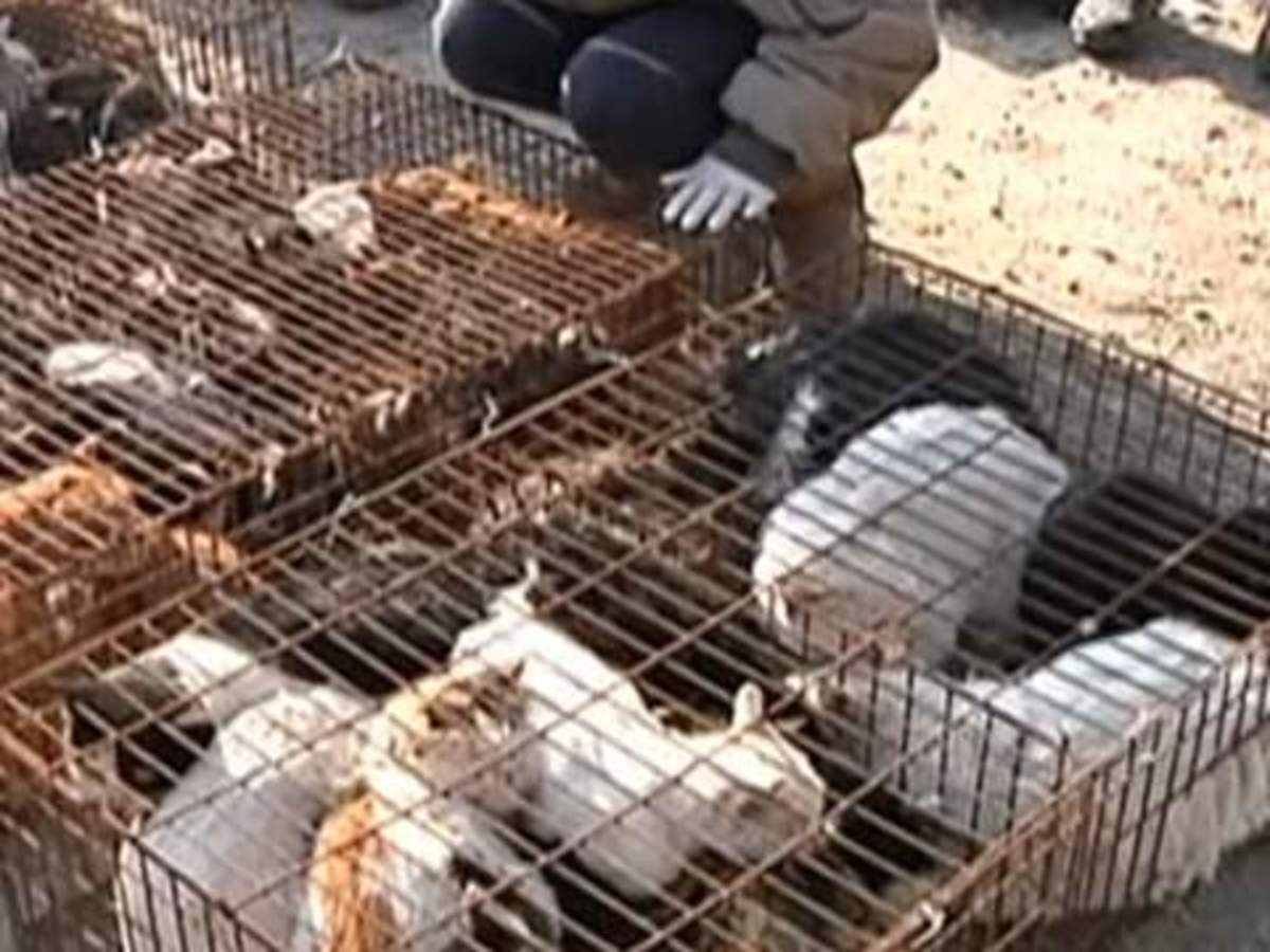 Εκλεψαν 1.000 γάτες για να τις πουλήσουν για φαγητό και για γούνες
