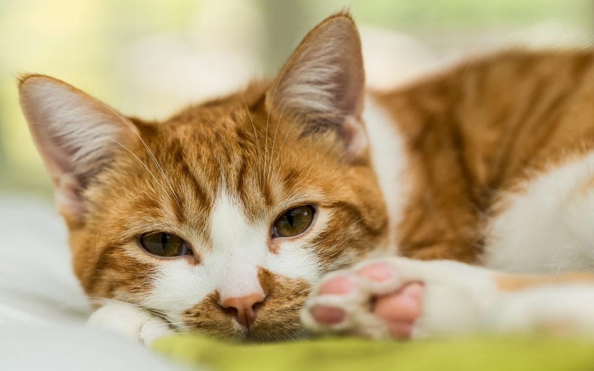 Πασίγνωστη Ελληνίδα ηθοποιός κοιμάται με 23 γάτες!
