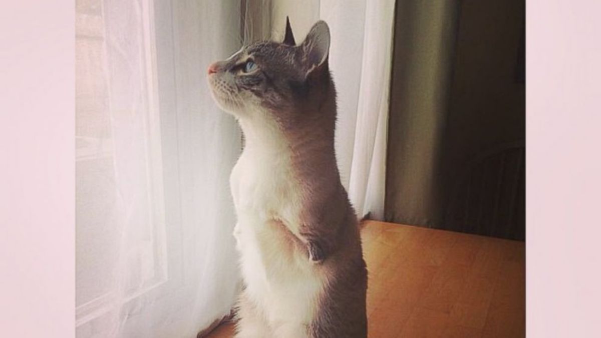 Αυτή η γάτα έχει μόνο δύο πόδια και για αυτό κατακτάει το Instagram