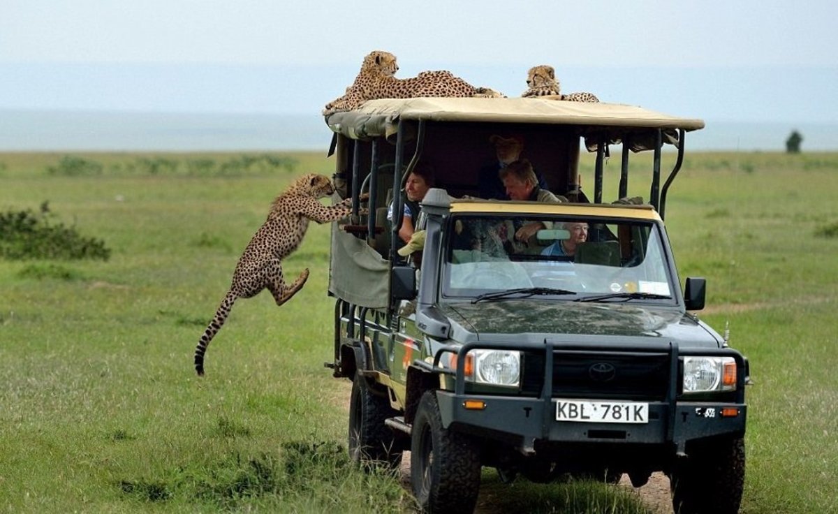Τσιτάχ “λαχτάρησε” τουρίστα σε σαφάρι στην Κένυα! (ΦΩΤΟ & ΒΙΝΤΕΟ)