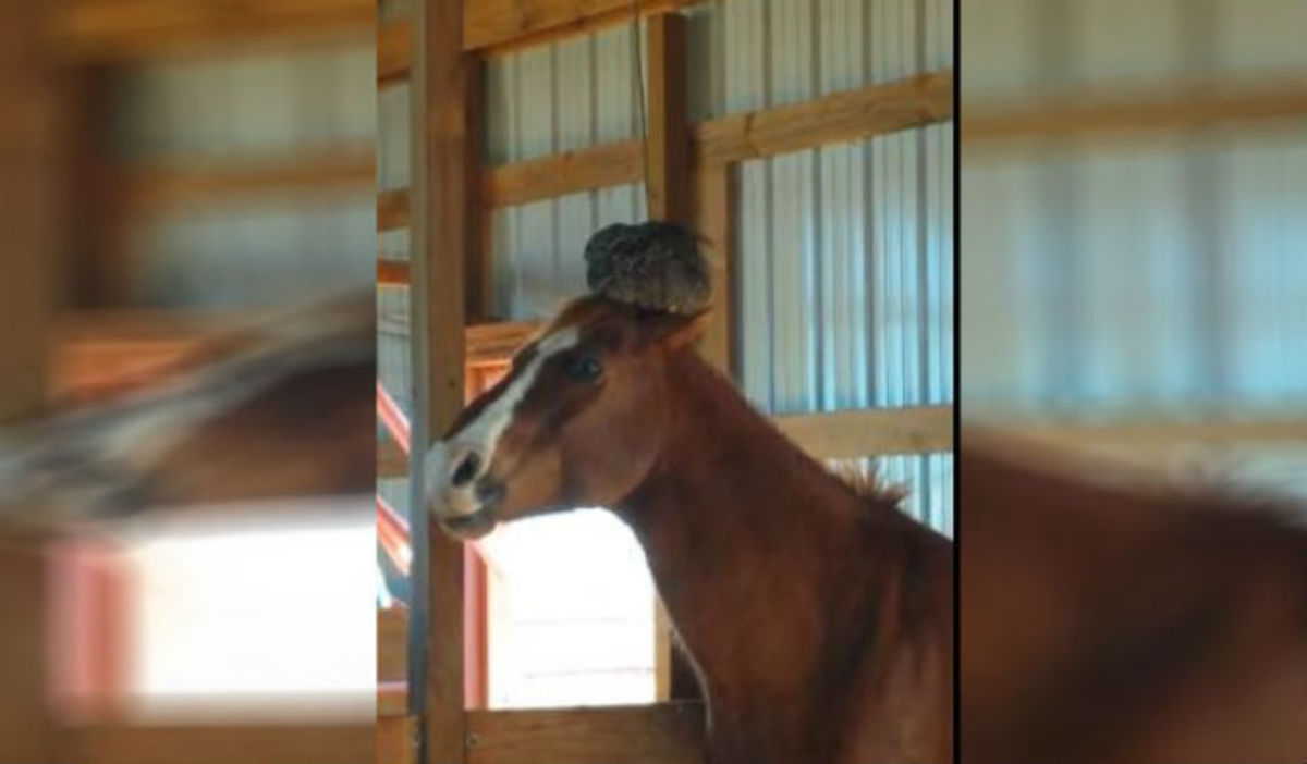 Ξεκαρδιστικό βίντεο: Κότα ήθελε να γεννήσει αυγά πάνω στο κεφάλι αλόγου!