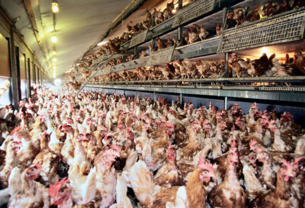 Κότες ελευθέρας βοσκής, έχουν 6 φορές περισσότερες διοξίνες από του ορνιθοτροφείου!