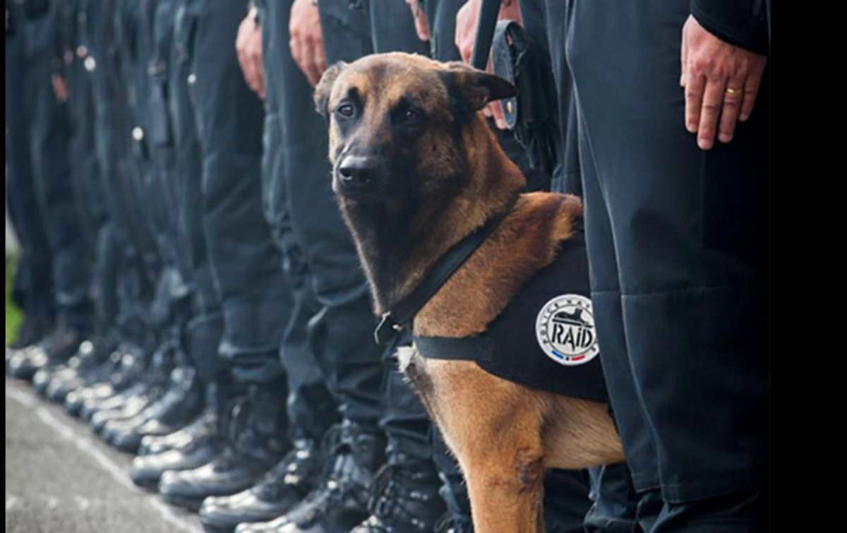 Παρίσι: Φόρος τιμής στο twitter για την σκυλίτσα Diesel που έπεσε νεκρή