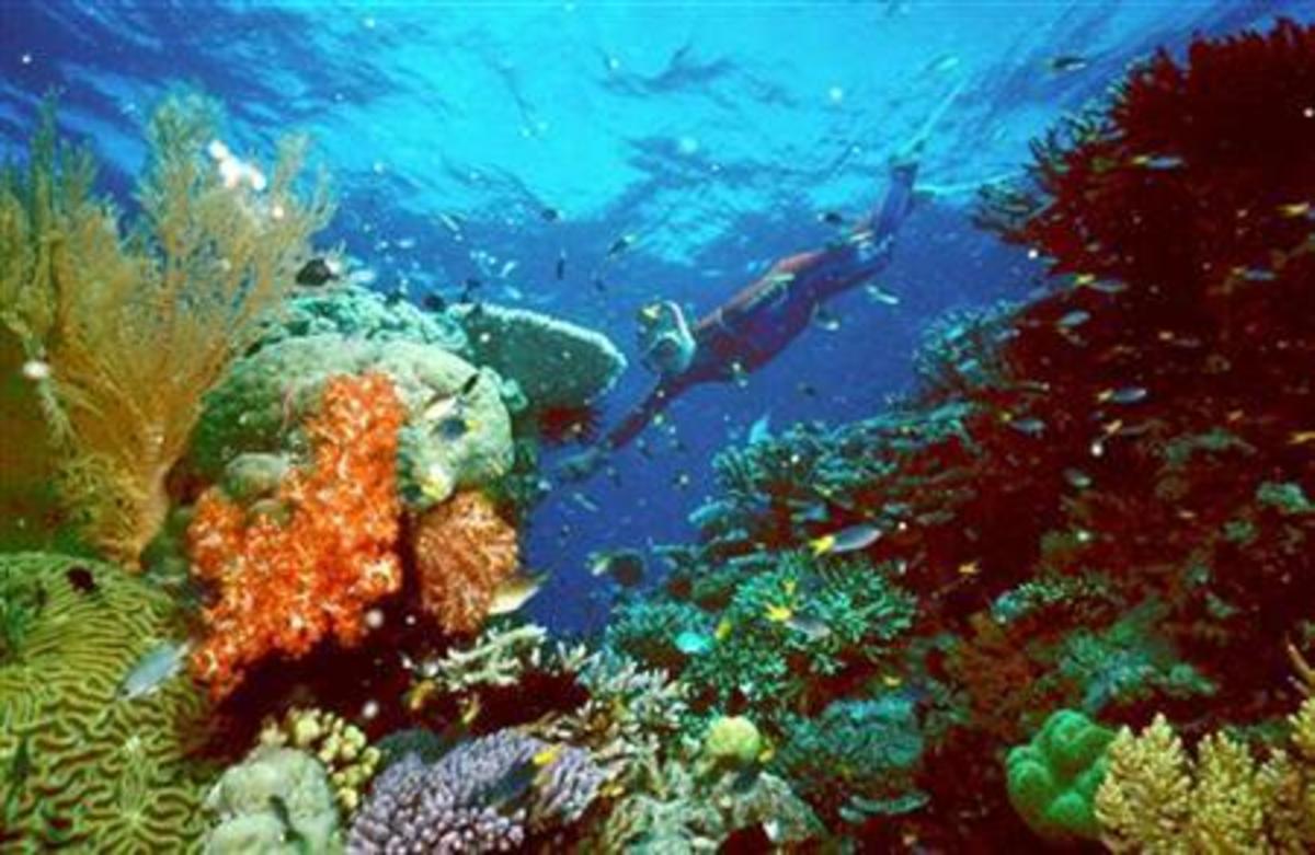 Επιδημία στα κοράλλια όλων των θαλασσών – Χάνουν το χρώμα τους και πεθαίνουν