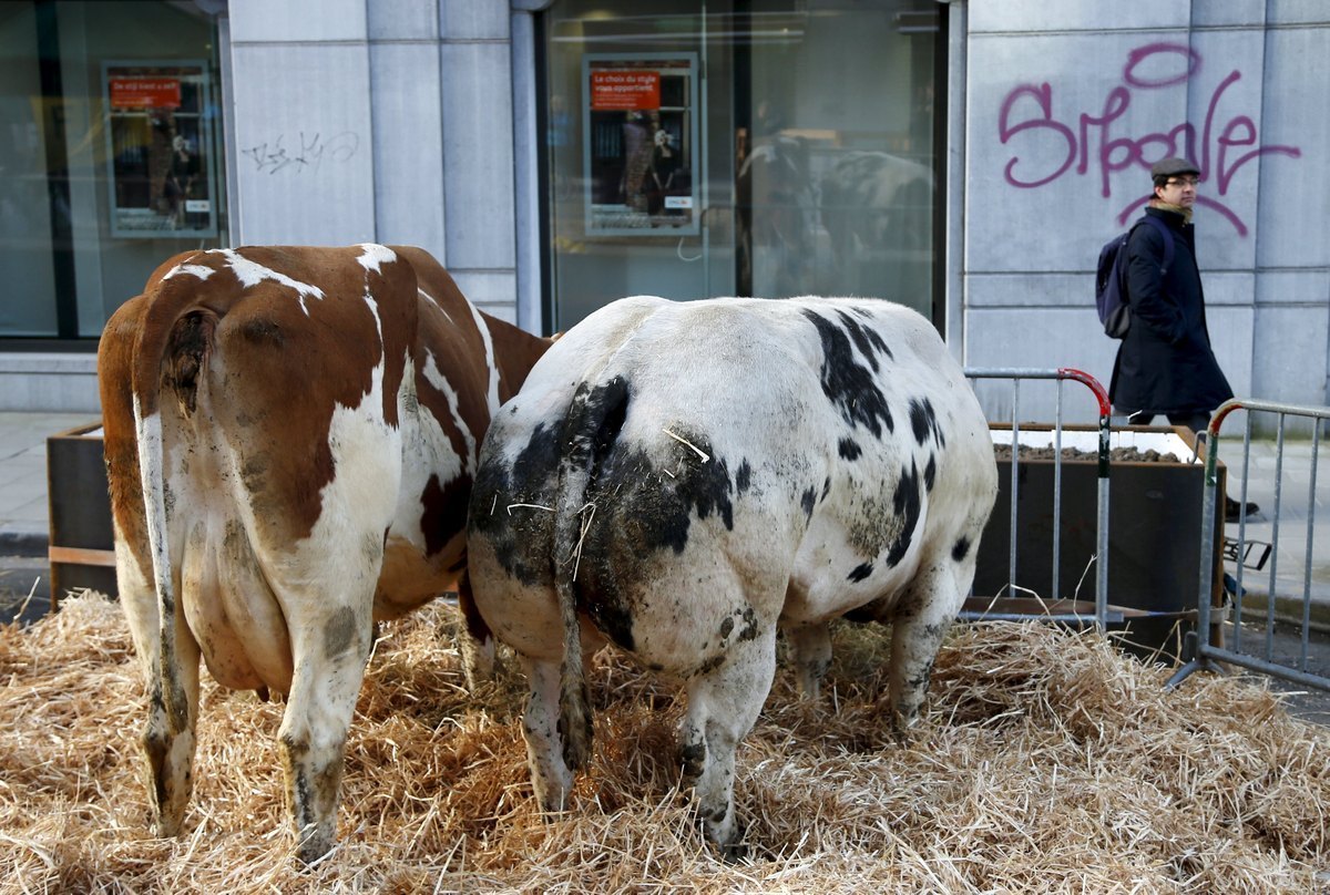 Κρούσμα τρελών αγελάδων στην Γαλλία