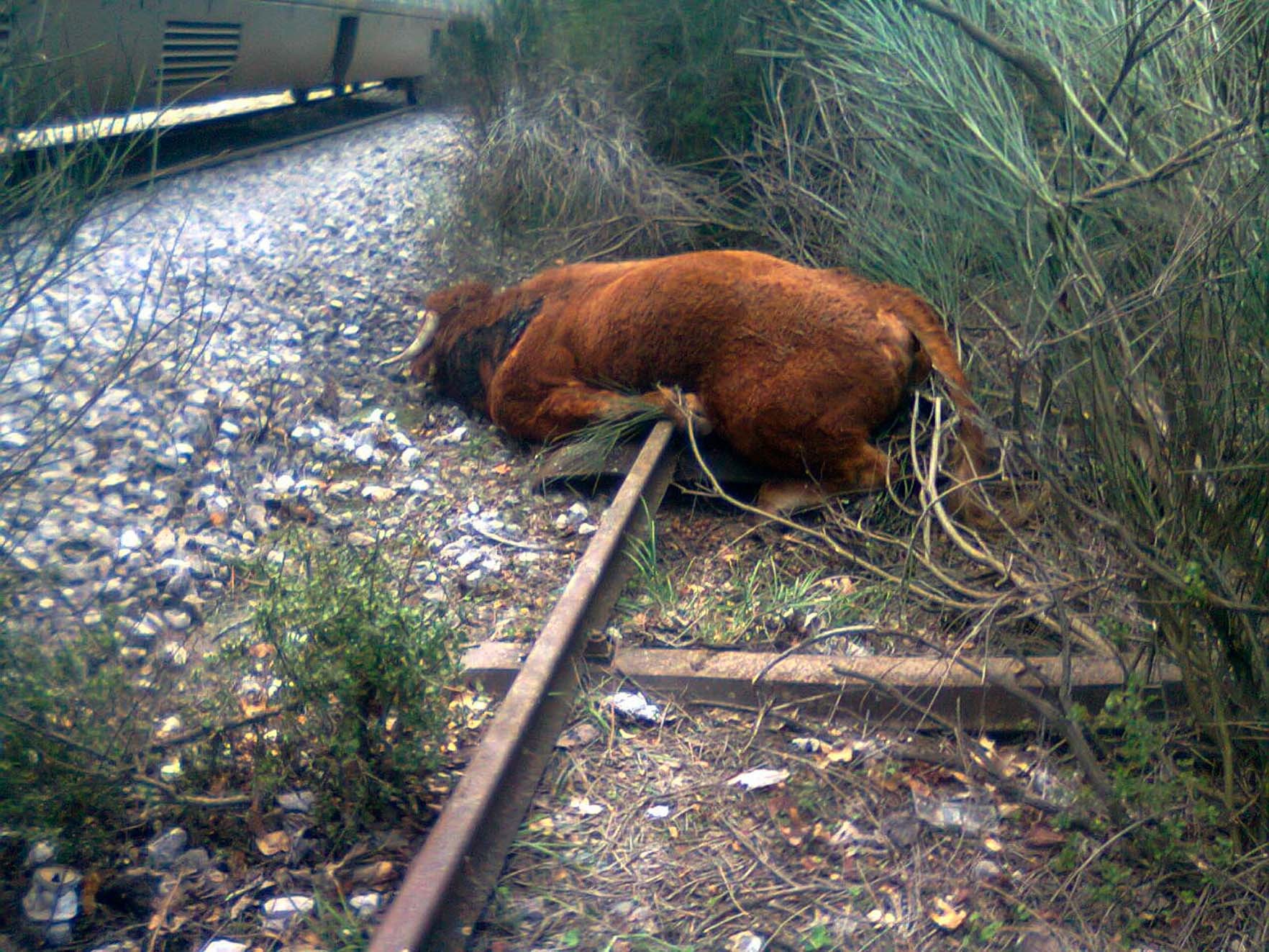 Αποκαταστάθηκε η σιδηροδρομική γραμμή Αθήνας – Θεσσαλονίκης στο Λιανοκλάδι