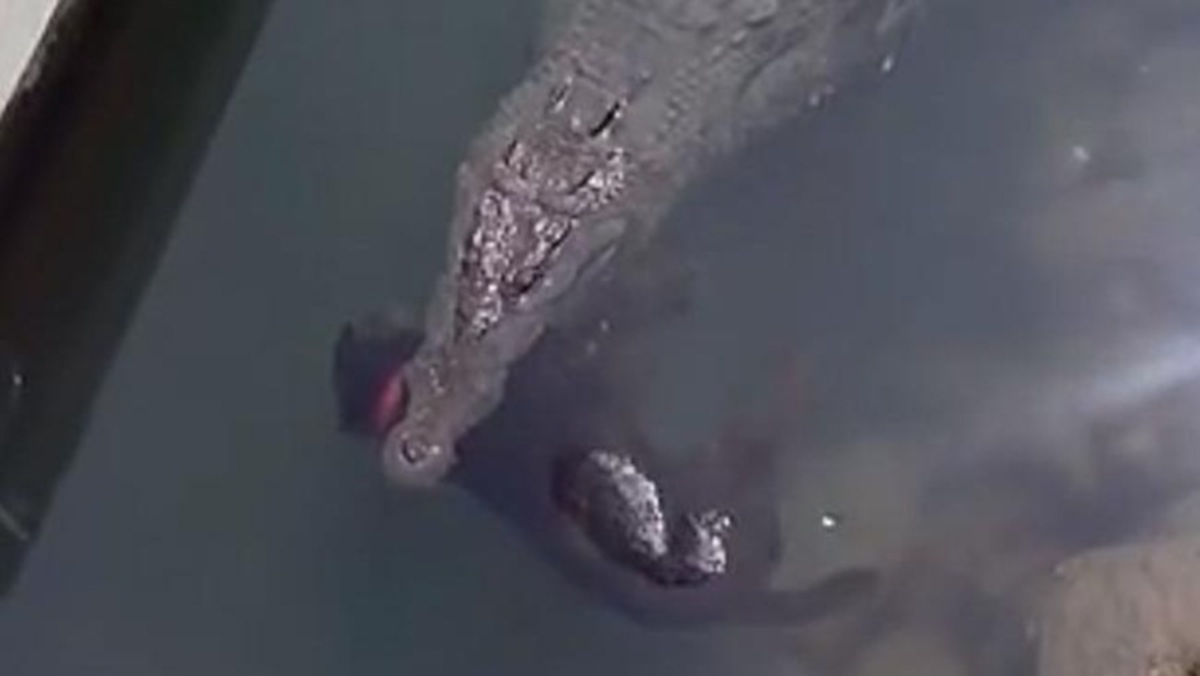 Δεν φαντάζεστε τι έχει στο στόμα του ο τεράστιος κροκόδειλος (VIDEO)