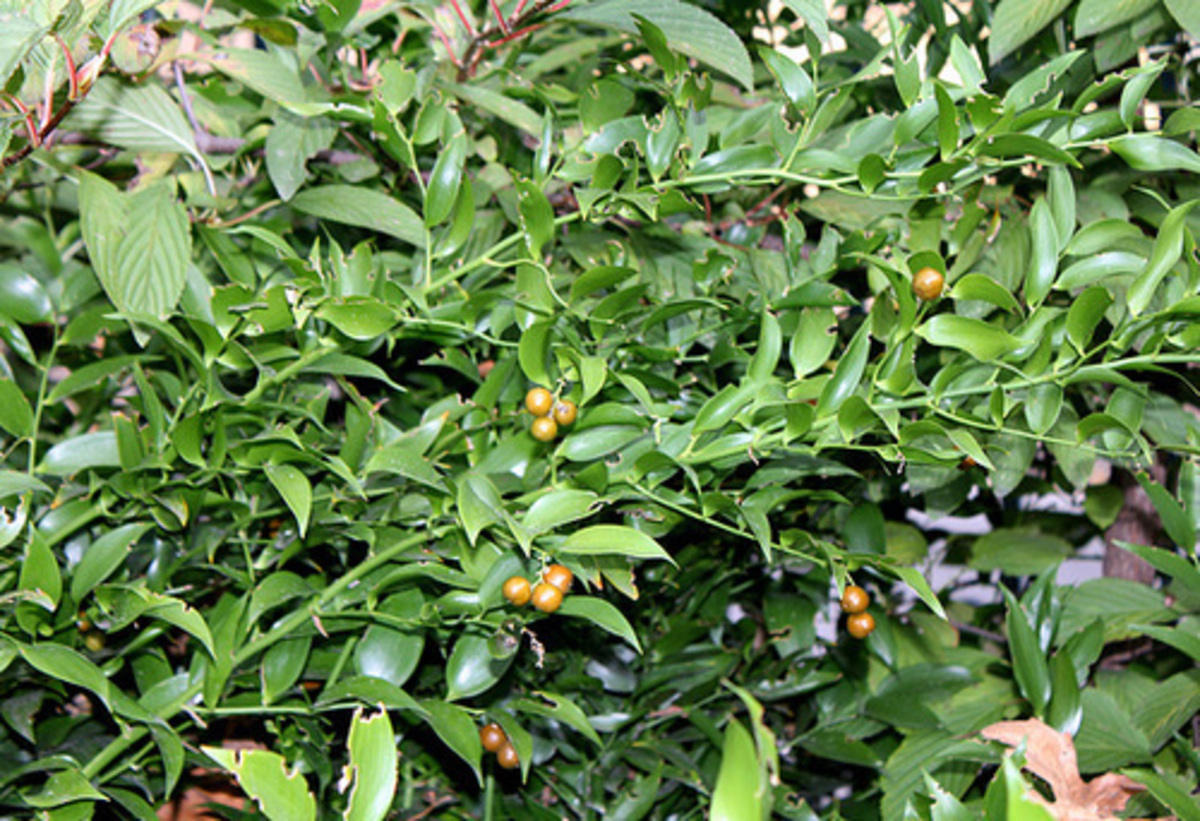 Έτσι ξεμεθούσαν οι αρχαίοι! Τι φορούσαν στο λαιμό τους!