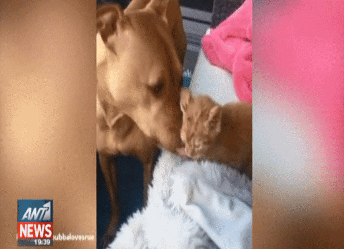 Τα καλύτερα των δελτίων