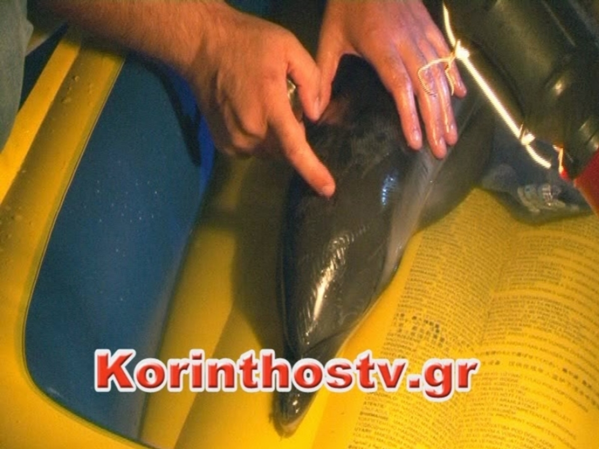 ΦΩΤΟ - korinthostv.gr