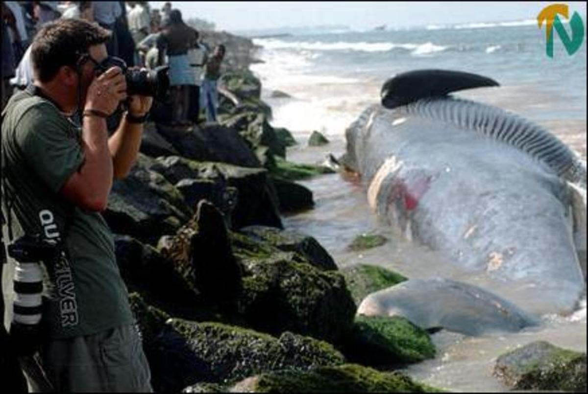 28 φάλαινες νεκρές στη Ν. Ζηλανδία