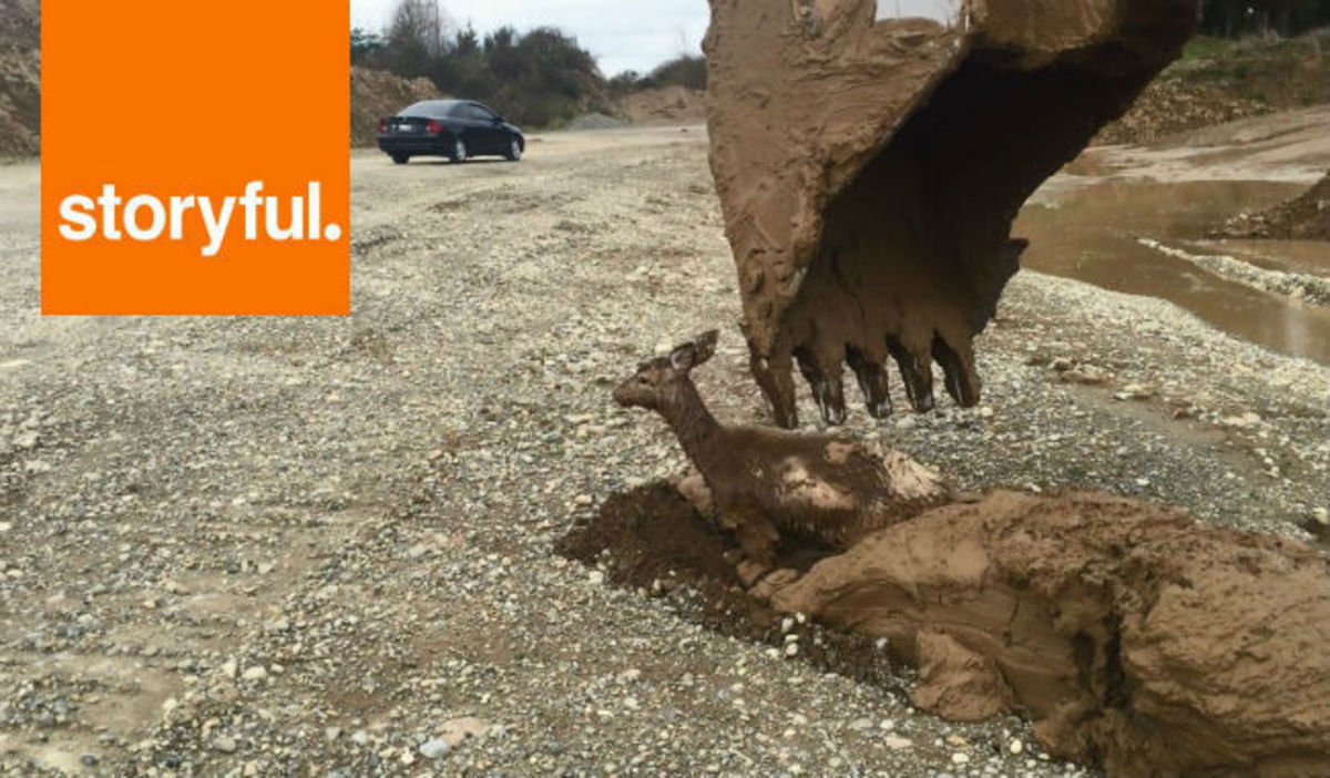 Συγκλονιστικό βίντεο: Ελαφάκι είχε εγκλωβιστεί μέσα στη λάσπη – Δείτε τον τρόπο που διασώθηκε!