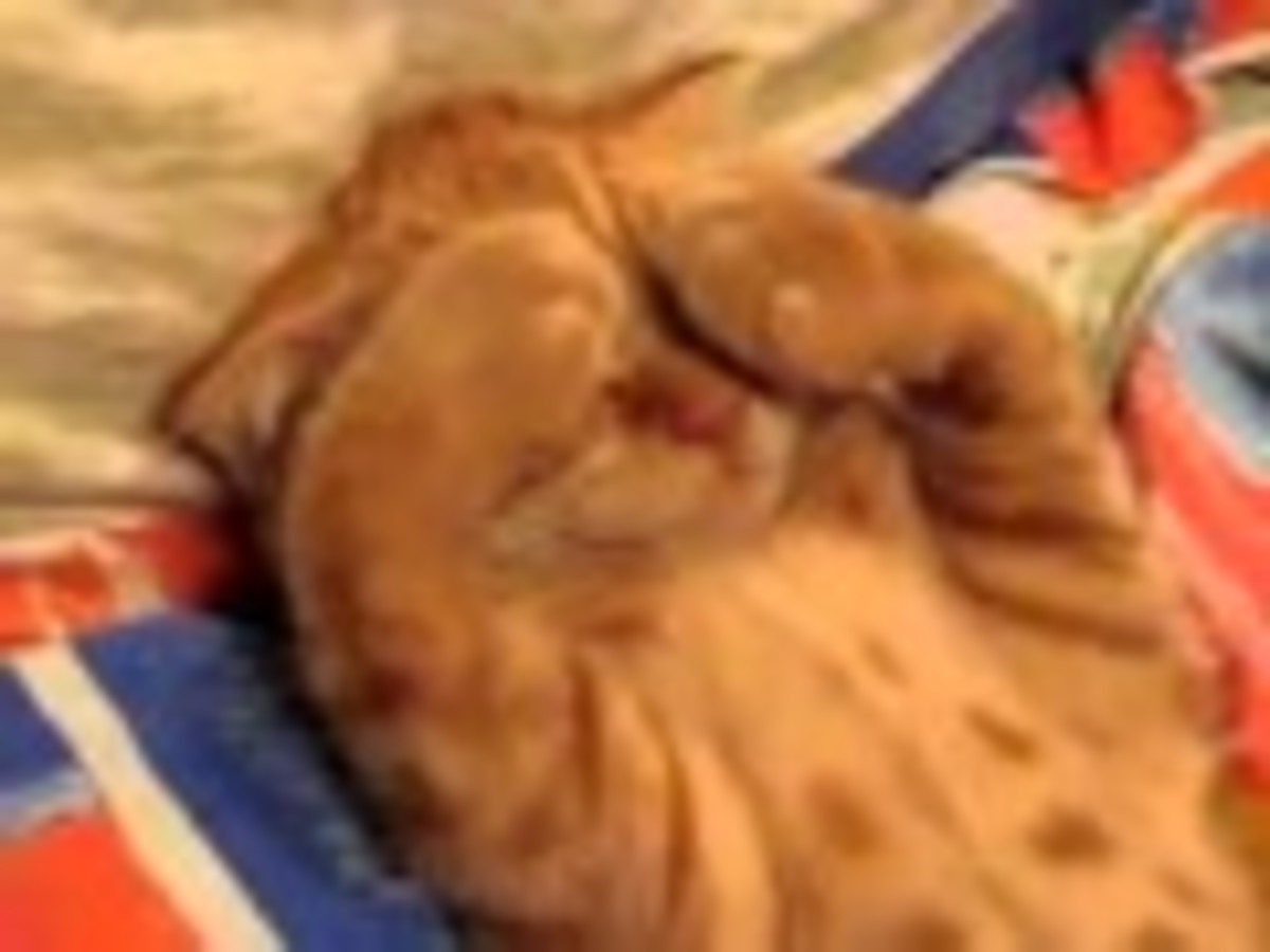 Η γάτα που σιχαίνεται το πρωινό ξύπνημα!