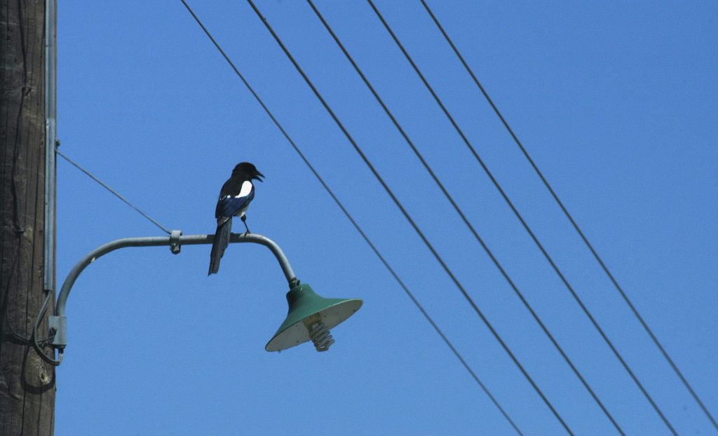 Χαλκίδα: Εξερράγη το λάστιχο και τον διαμέλισε!