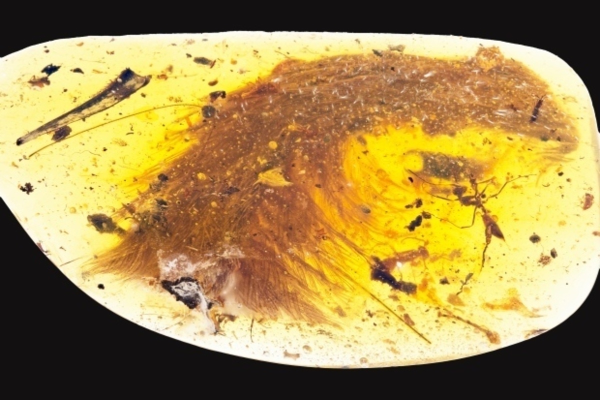 Βρήκαν ουρά δεινοσαύρου “παγιδευμένη” σε ρετσίνι [pics]