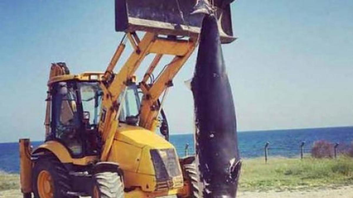 Δελφίνι-γίγας ξεβράστηκε νεκρό – Το σήκωσαν με μπουλντόζα! [pic]