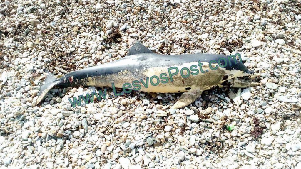 Λέσβος: Νεκρό δελφίνι στο Πλωμάρι [pics]