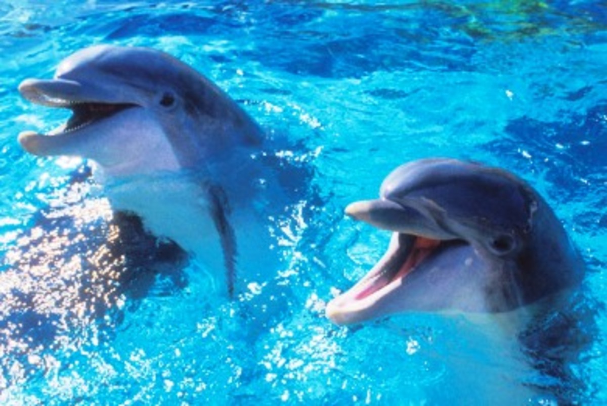 Σάμος: Ακόμα δύο, νεκρά δελφίνια…